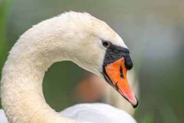 Dilsiz Kuğu Portresi (Cygnus olor). Bas Rhin, Alsace, Fransa, Avrupa