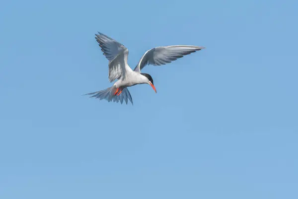 stock image Common tern (Sterna hirundo) hovering over a marsh. Bas Rhin, Alsace, France, Europe