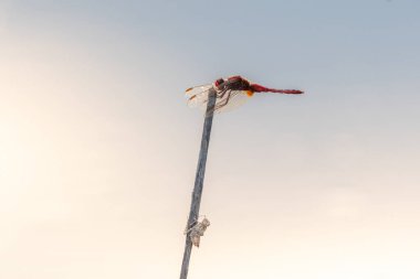 Erkek kırmızı timsah (Crocothemis erythraea) bir sazlığa tünemiştir. Bas Rhin, Alsace, Fransa, Avrupa