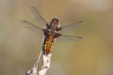 Geniş gövdeli Chaser (Libellula depressa) dişi, bataklığın kenarındaki bir sapa tünemiştir. Bas Rhin, Alsace, Fransa, Avrupa