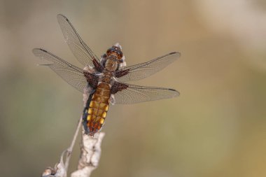 Geniş gövdeli Chaser (Libellula depressa) dişi, bataklığın kenarındaki bir sapa tünemiştir. Bas Rhin, Alsace, Fransa, Avrupa