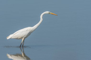 Büyük balıkçıl (Ardea alba) balık arıyor. Bas Rhin, Alsace, Fransa, Avrupa