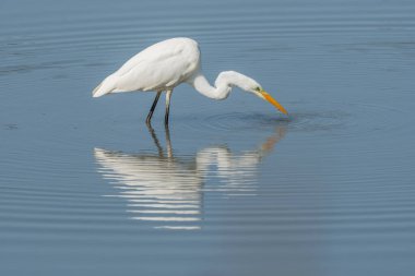 Büyük balıkçıl (Ardea alba) balık arıyor. Bas Rhin, Alsace, Fransa, Avrupa