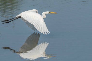 Bataklık üzerinde uçan büyük balıkçıl (Ardea alba). Bas Rhin, Alsace, Fransa, Avrupa