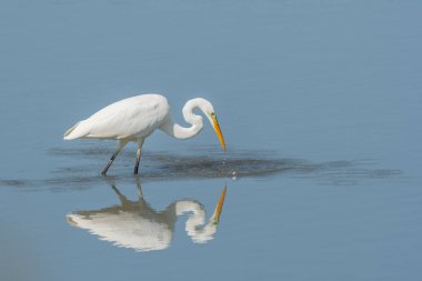 Büyük balıkçıl (Ardea alba) balık arıyor. Bas Rhin, Alsace, Fransa, Avrupa