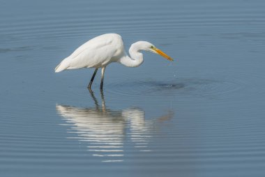 Büyük balıkçıl (Ardea alba) balık arıyor. Bas Rhin, Alsace, Fransa, Avrupa