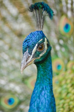 Bahçede bir erkek mavi tavus kuşu portresi (Pavo cristatus). Ouarzazate, Draa-Tafilalet, Fas, Afrika