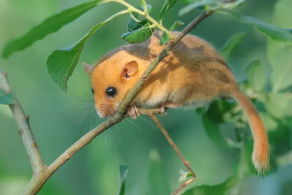 Fındık faresi (Muscardinus avellanarius) çalılıklarda bir dalda yaşar. bas rhin Alsace, Grand est, Fransa, Avrupa