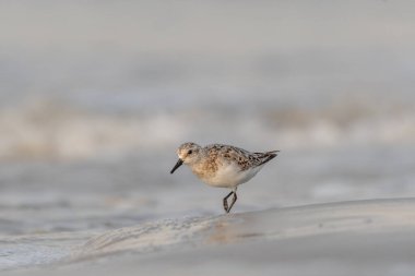 Kumsalda beslenen Sanderling (Calidris alba). Camaret, Crozon, Finistere, Brittany, Fransa, Avrupa.