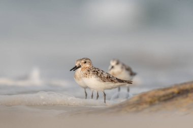 Kumsalda beslenen Sanderling (Calidris alba). Camaret, Crozon, Finistere, Brittany, Fransa, Avrupa.