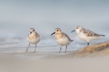 Kumsalda beslenen Sanderling (Calidris alba). Camaret, Crozon, Finistere, Brittany, Fransa, Avrupa.
