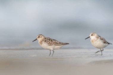 Kumsalda beslenen Sanderling (Calidris alba). Camaret, Crozon, Finistere, Brittany, Fransa, Avrupa.