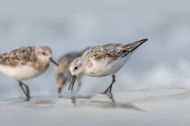 Kumsalda beslenen Sanderling (Calidris alba). Camaret, Crozon, Finistere, Brittany, Fransa, Avrupa.