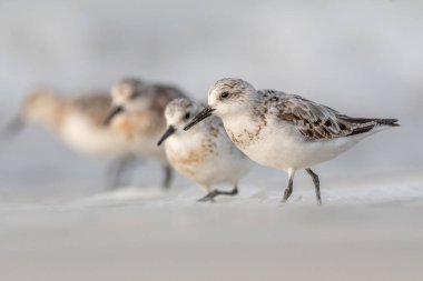 Kumsalda beslenen Sanderling (Calidris alba). Camaret, Crozon, Finistere, Brittany, Fransa, Avrupa.