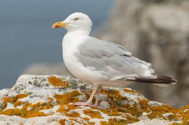 Bir kayanın üzerinde dinlenen martı (Larus argentatus). Camaret, Crozon, Finistere, Brittany, Fransa