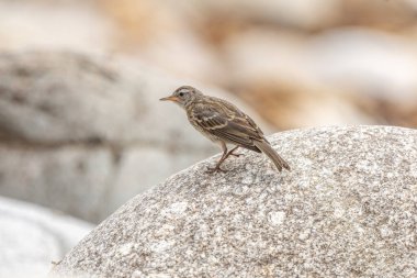 Avrupa Kaya Pipit (Anthus petrosus) Atlantik kıyısında yiyecek arıyor. Ouessant, Finistere, Bretagne, Fransa, Avrupa