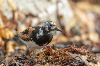 Ruddy Turnstone (Arenaria) Atlantik kıyısında yiyecek aramaktadır. Ouessant, Finistere, Bretagne, Fransa, Avrupa