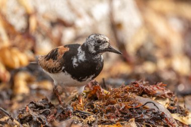 Ruddy Turnstone (Arenaria) Atlantik kıyısında yiyecek aramaktadır. Ouessant, Finistere, Bretagne, Fransa, Avrupa