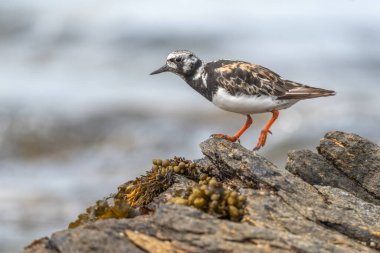Ruddy Turnstone (Arenaria) Atlantik kıyısında yiyecek aramaktadır. Ouessant, Finistere, Bretagne, Fransa, Avrupa