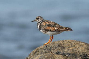 Ruddy Turnstone (Arenaria) Atlantik kıyısında yiyecek aramaktadır. Ouessant, Finistere, Bretagne, Fransa, Avrupa