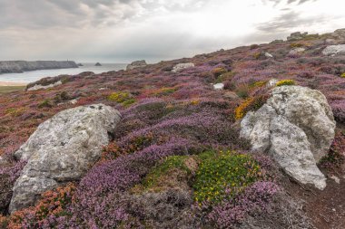 Iroise Denizi kıyısındaki uçurumlarda pembe ve kırmızı çiçeklerden oluşan bir halı yetişiyor. Camaret, Crozon, Finistere, Brittany, Fransa, Avrupa