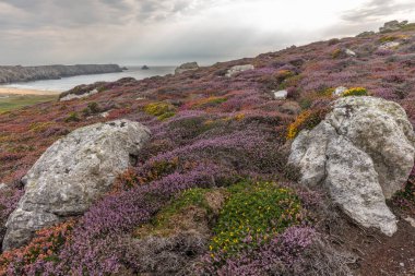 Iroise Denizi kıyılarının manzarası. Camaret, Crozon, Finistere, Brittany, Fransa, Avrupa