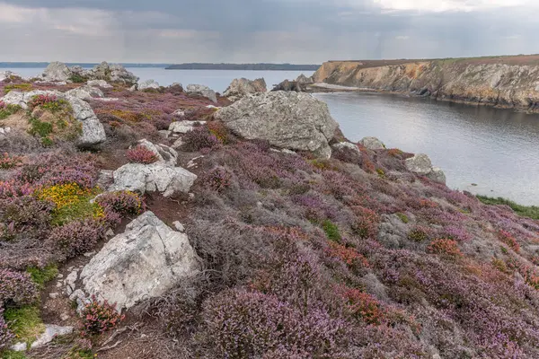 Iroise Denizi kıyısındaki uçurumlarda pembe ve kırmızı çiçeklerden oluşan bir halı yetişiyor. Camaret, Crozon, Finistere, Brittany, Fransa, Avrupa