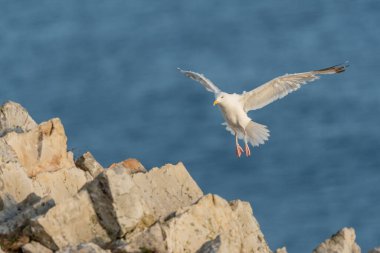 Ringa martısı (Larus argentatus) kayalıklar boyunca uçuyor. Camaret, Crozon, Finistere, Brittany, Fransa, Avrupa