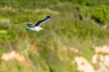 Büyük Kara Sırtlı Martı (Larus marinus) Atlantik Okyanusu 'nun kayalıkları boyunca süzülüyor. Camaret, Crozon, Finistere, Brittany, Fransa, Avrupa