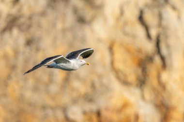 Büyük Kara Sırtlı Martı (Larus marinus) Atlantik Okyanusu 'nun kayalıkları boyunca süzülüyor. Camaret, Crozon, Finistere, Brittany, Fransa, Avrupa