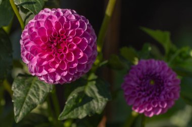 Pembe Dahlia çiçekleri halka açık bir bahçede çiçek açar. Dahlias 'a yakın çekim, gün ışığı. Selestat, Bas Rhin, Alsace, Fransa