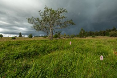 Yüksek dağ sakallarının üzerinde fırtınalı bir gökyüzü. Vosges, Bas Rhin, Alsace, Fransa