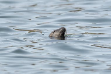Gri fok (Halichoerus grypus) tekrar dalmadan önce yüzeye çıkar. Ouessant, Finistere, Bretagne, Fransa, Avrupa