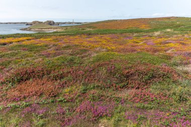 Iroise Denizi kıyısındaki uçurumlarda pembe ve kırmızı çiçeklerden oluşan bir halı yetişiyor. Ouessant, Finistere, Brittany, Fransa