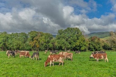 Herd of cows in a pasture on a sunny morning. Haut rhin, Alsace, france, Europe. clipart