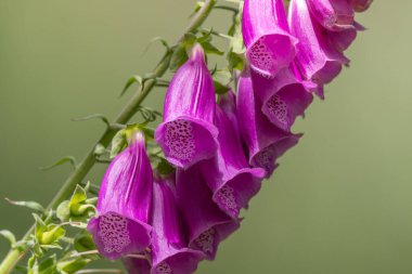 Görüntüde beyaz merkezli mor bir çiçek gösteriliyor. Çiçek yeşil yapraklarla çevrilidir ve sarkık bir görüntüye sahiptir. Manzara huzurlu ve huzurlu, çünkü çiçek doğal bir ortamda. Bas rhin, Alsace, Fransa, Avrupa.