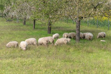 Bir koyun sürüsü çim tarlasında otluyor. Sahne huzurlu ve huzurlu. Bas rhin, Alsace, Fransa, Avrupa.