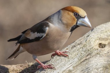 Hawfinch (Coccothraustes coccothraustes) ormanın bir dalında. Bas rhin, Alsace, Fransa, Avrupa.