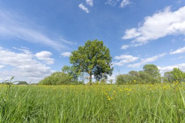 Çimen tarlasında büyük bir ağaç duruyor. Gökyüzü açık ve mavidir, birkaç bulut etrafa saçılmıştır. Sahne huzurlu ve sakin, ağaç sükunet ve sükunet hissi veriyor. Bas rhin, Alsace, Fransa, Avrupa.