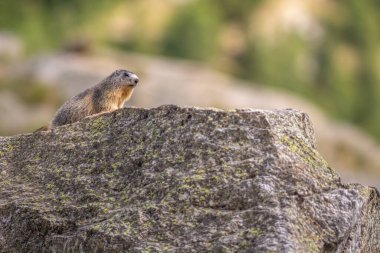 Alp dağ sıçanı (Marmota marmota) bir kayanın üzerinde duruyor. Hayvan kahverengi ve gridir. Aoste, Grand Paradiso, İtalya