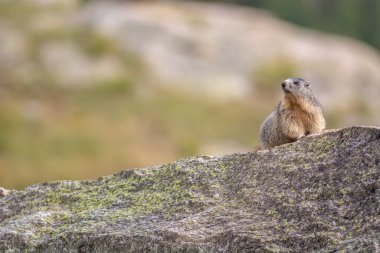 Alp dağ sıçanı (Marmota marmota) bir kayanın üzerinde duruyor. Hayvan kahverengi ve gridir. Aoste, Grand Paradiso, İtalya