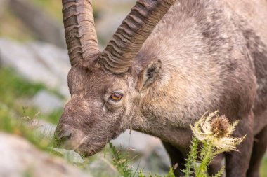 Ibex (Capra dağ keçisi) Büyük Paradis Ulusal Parkı 'ndaki İtalyan Alpleri' nin kayalık dağlarında. Valsavaranche, Aosta, İtalya, Avrupa.