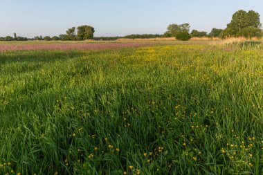Büyülü bir doğal çayırda binlerce sarı ve mor çiçek. Bas rhin, Alsace, Fransa, Avrupa.