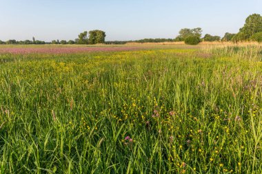 Büyülü bir doğal çayırda binlerce sarı ve mor çiçek. Bas rhin, Alsace, Fransa, Avrupa.