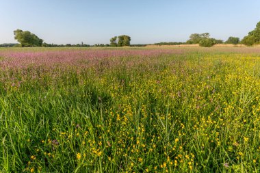 Büyülü bir doğal çayırda binlerce sarı ve mor çiçek. Bas rhin, Alsace, Fransa, Avrupa.