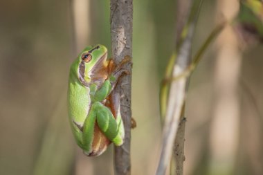 Ortak Ağaç Kurbağası (Hyla arborea) ormanın kenarındaki bitki örtüsünde tünemiştir. Bas rhin, alsace, grand, France