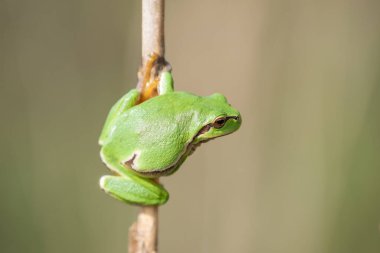 Ortak Ağaç Kurbağası (Hyla arborea) ormanın kenarındaki bitki örtüsünde tünemiştir. Bas rhin, alsace, grand, France