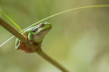 Ortak Ağaç Kurbağası (Hyla arborea) ormanın kenarındaki bitki örtüsünde tünemiştir. Bas rhin, alsace, grand, France