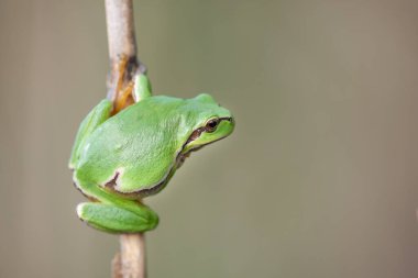 Ortak Ağaç Kurbağası (Hyla arborea) ormanın kenarındaki bitki örtüsünde tünemiştir. Bas rhin, alsace, grand, France