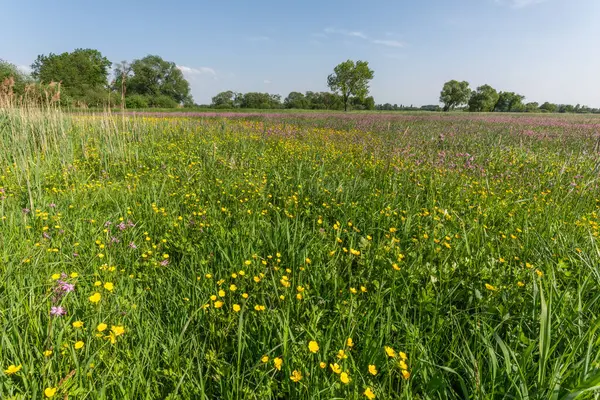 Büyülü bir doğal çayırda binlerce sarı ve mor çiçek. Bas rhin, Alsace, Fransa, Avrupa.